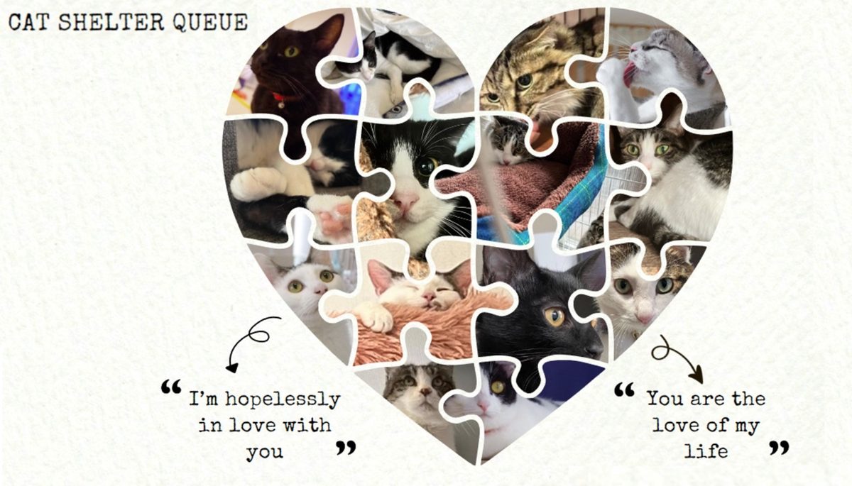 QUEUEで暮らす猫たちの写真を、ハート型のパズルに並べたコラージュ